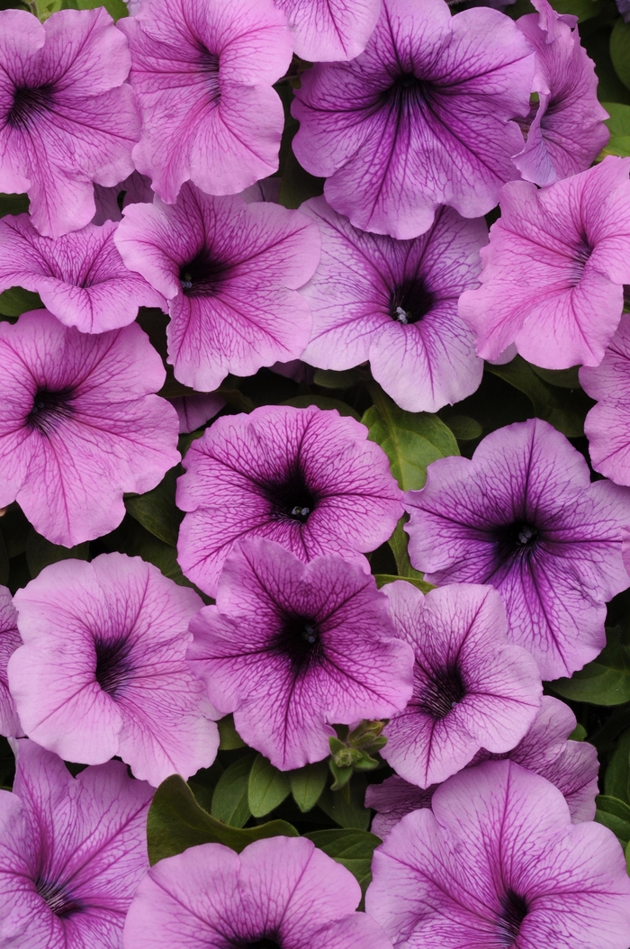 Petunia 'Easy Wave Plum Vein' - Petunia hybrida from The Flower Spot Petunia 'Easy Wave Plum Vein' - Petunia hybrida from The Flower Spot