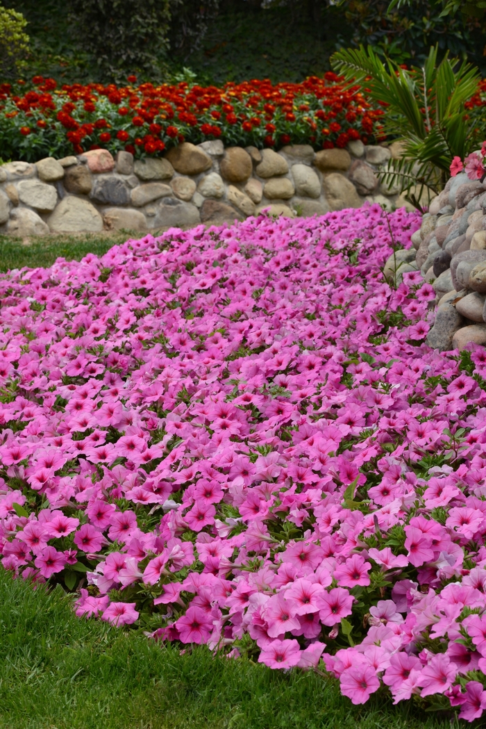 Petunia 'Easy Wave Pink Passion' - Petunia hybrida from The Flower Spot Petunia 'Easy Wave Pink Passion' - Petunia hybrida from The Flower Spot
