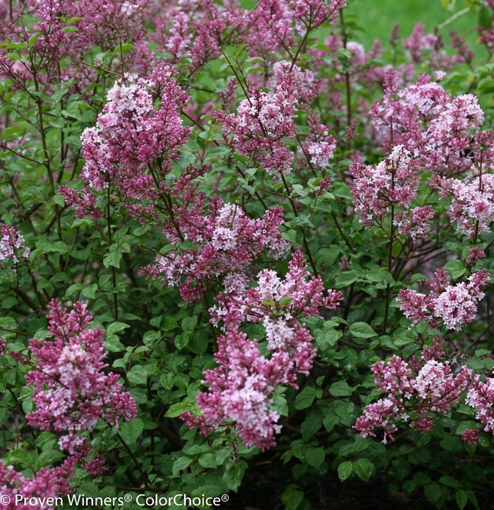 Scent and Sensibility™ Pink - Syringa x from The Flower Spot