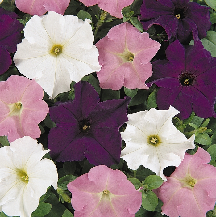 Petunia 'Dreams Waterfall Mix' - Petunia x hybrida from The Flower Spot Petunia 'Dreams Waterfall Mix' - Petunia x hybrida from The Flower Spot