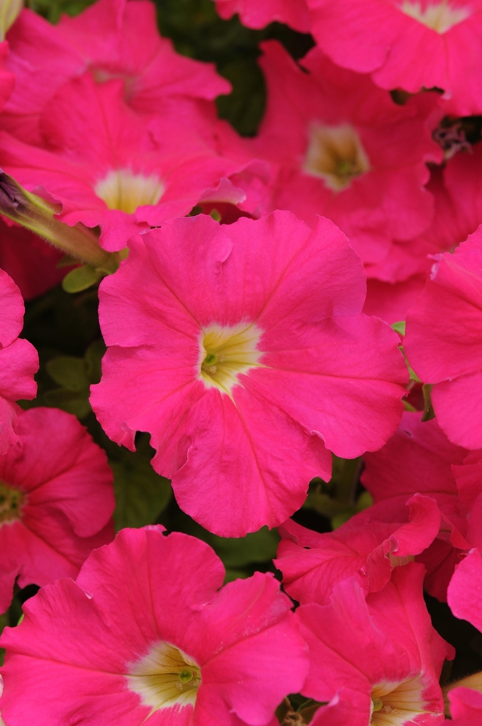 Petunia 'Dreams Rose' - Petunia x hybrida from The Flower Spot Petunia 'Dreams Rose' - Petunia x hybrida from The Flower Spot