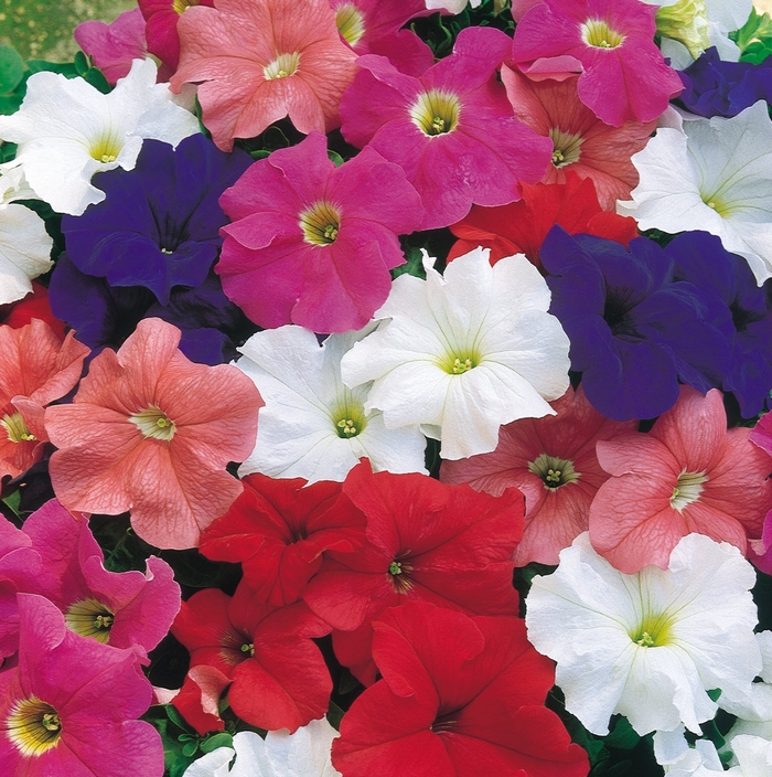 Petunia 'Dreams Mix' - Petunia x hybrida from The Flower Spot Petunia 'Dreams Mix' - Petunia x hybrida from The Flower Spot