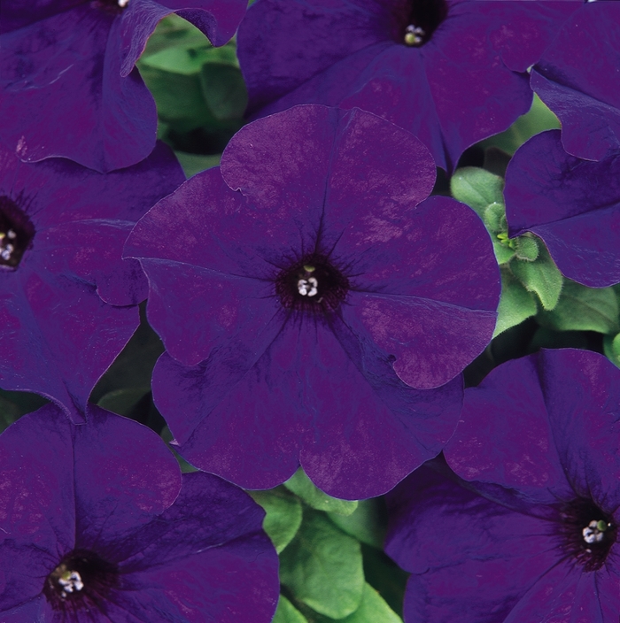 Petunia 'Dreams Midnight' - Petunia hybrida from The Flower Spot