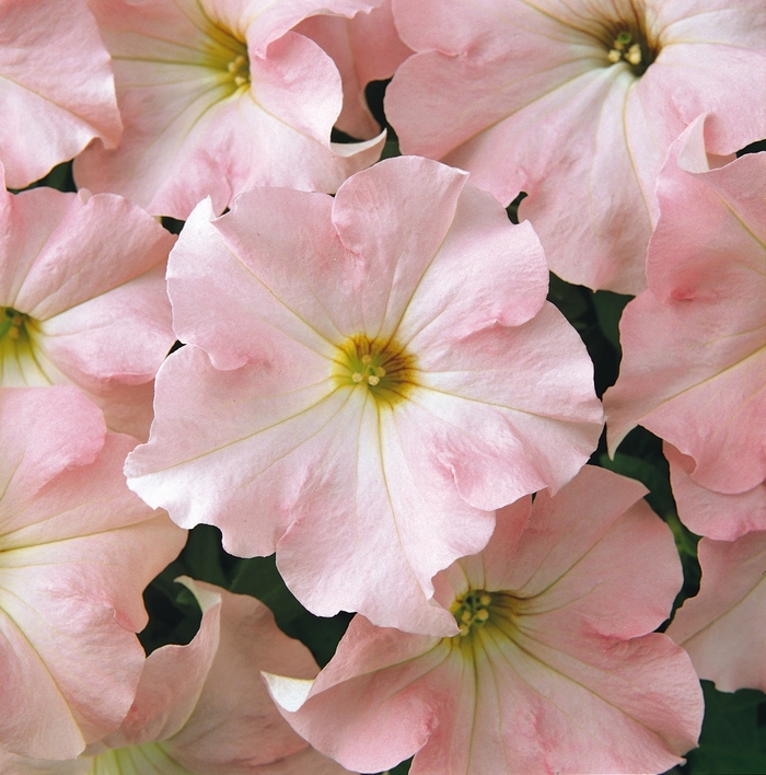 Petunia 'Dreams Appleblossom' - Petunia hybrida from The Flower Spot Petunia 'Dreams Appleblossom' - Petunia hybrida from The Flower Spot