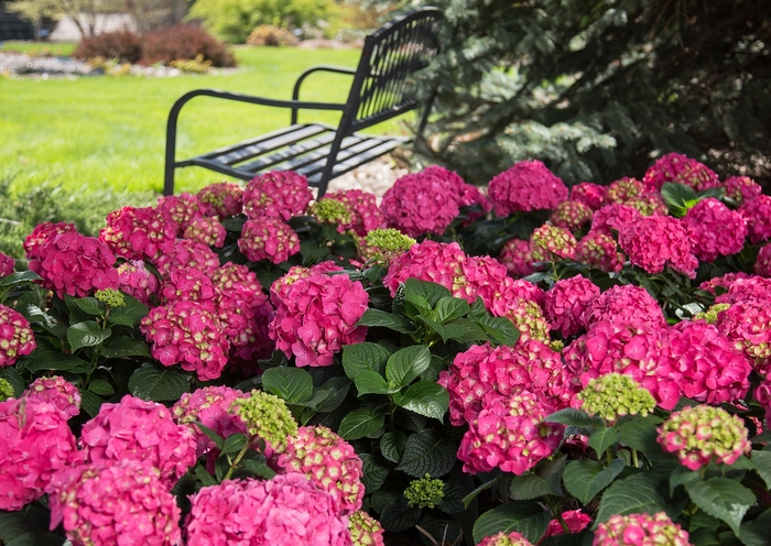 'Summer Crush®' - Bigleaf Hydrangea from The Flower Spot 'Summer Crush®' - Bigleaf Hydrangea from The Flower Spot