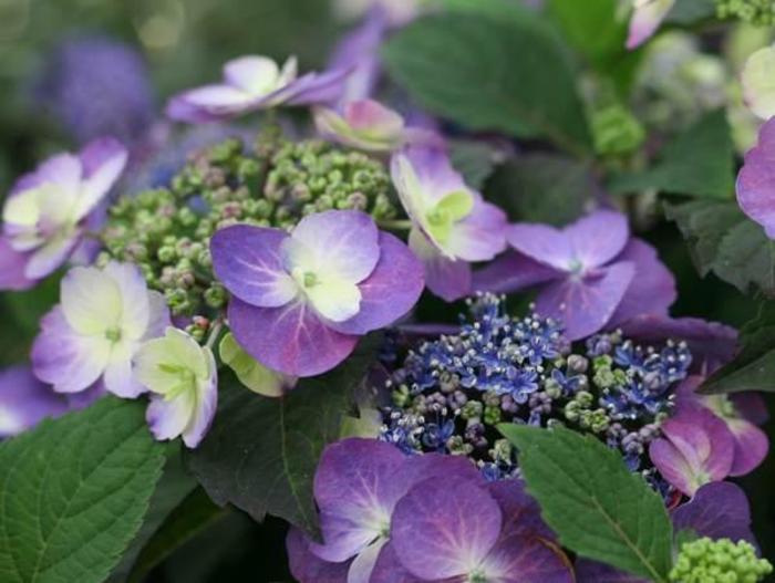 Tuff Stuff™ - Hydrangea serrata from The Flower Spot Tuff Stuff™ - Hydrangea serrata from The Flower Spot