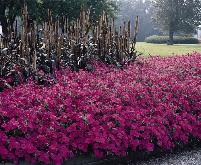Petunia 'Tidal Wave Hot Pink' - Petunia hybrida from The Flower Spot Petunia 'Tidal Wave Hot Pink' - Petunia hybrida from The Flower Spot
