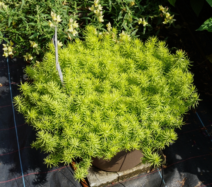 Sedum 'Sahara' - Sedum rupestre (Stonecrop) from The Flower Spot
