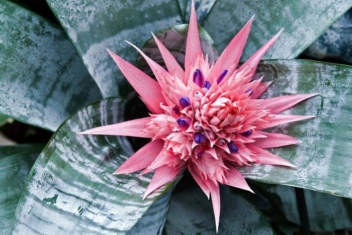 Bromeliad - Achmea 'Tropic Torch' from The Flower Spot