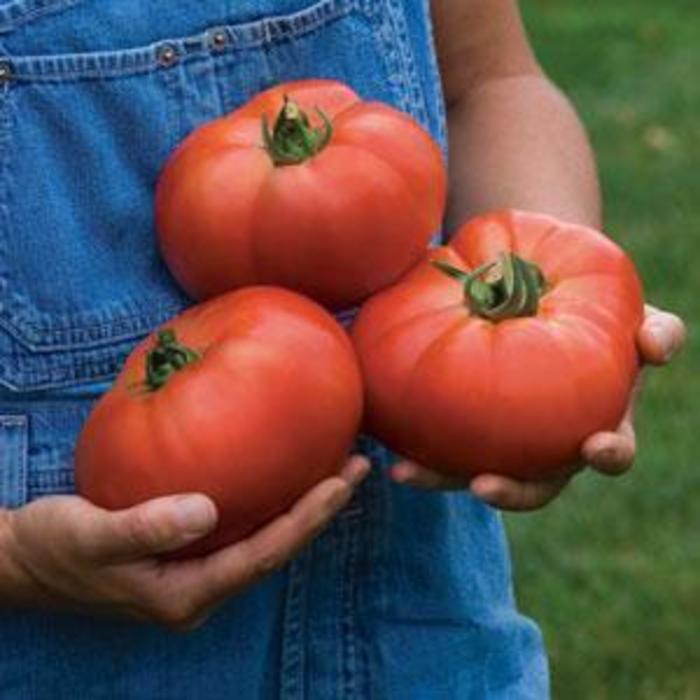 Porterhouse Tomato - Tomato Porterhouse from The Flower Spot