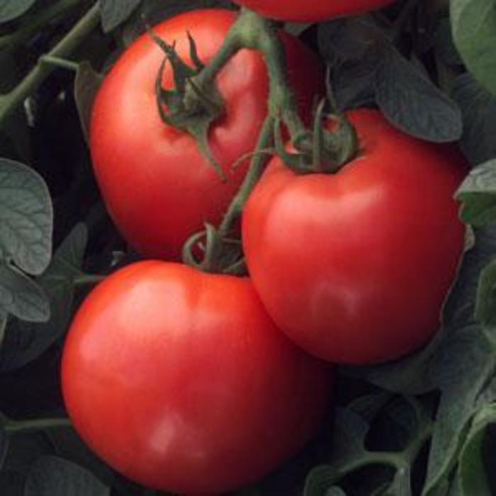 Tomato 'Better Boy' - Slicer Tomato from The Flower Spot