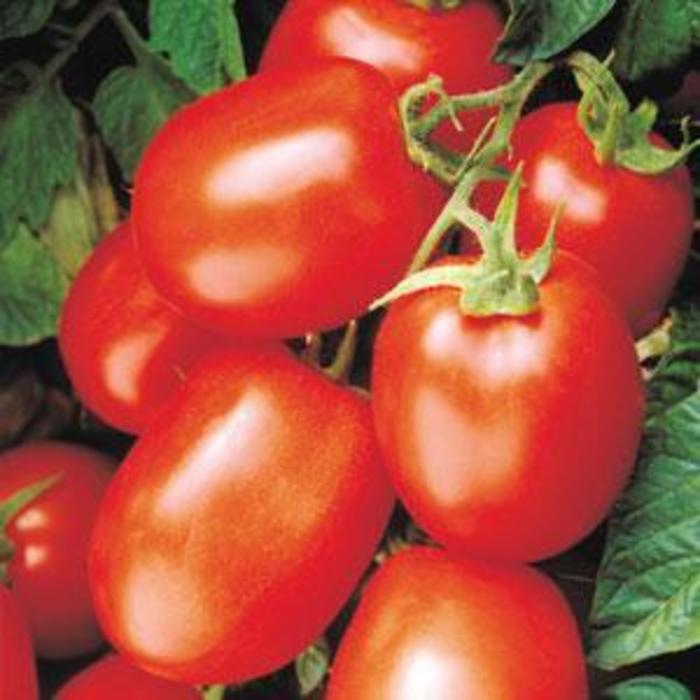 Tomato 'Health Kick' - Sauce Tomato from The Flower Spot Tomato 'Health Kick' - Sauce Tomato from The Flower Spot
