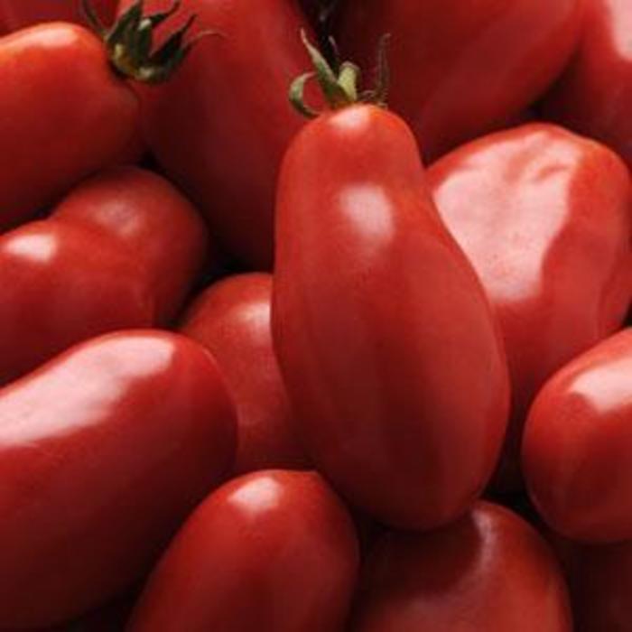 Tomato 'San Marzano' - Sauce Tomato from The Flower Spot Tomato 'San Marzano' - Sauce Tomato from The Flower Spot