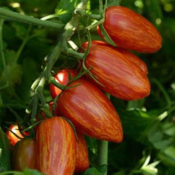 Tomato 'Sweet Casady' - Sauce Tomato from The Flower Spot Tomato 'Sweet Casady' - Sauce Tomato from The Flower Spot