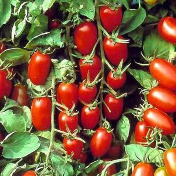 Tomato 'Juliet' - Grape Tomato from The Flower Spot