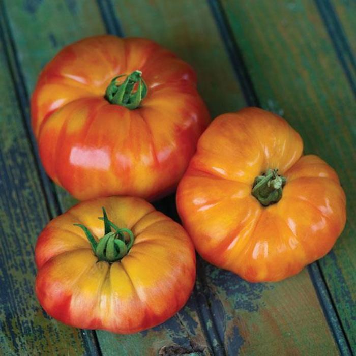 Tomato 'Big Rainbow' - Heirloom Tomato from The Flower Spot