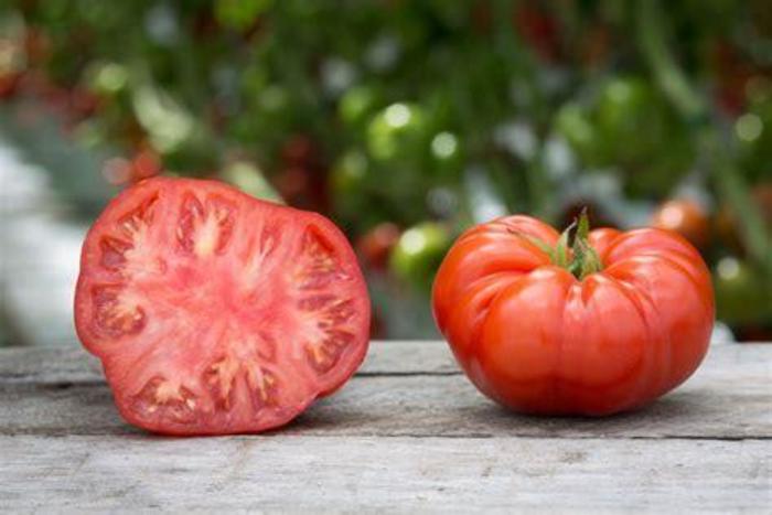 Tomato Buffalo Steak Buffalo Steak Tomato The Flower Spot Tomato Buffalo Steak Buffalo Steak Tomato The Flower Spot