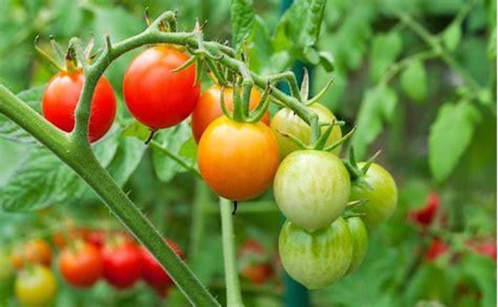 Apricot Dream Tomato - Tomato Apricot Dream from The Flower Spot Apricot Dream Tomato - Tomato Apricot Dream from The Flower Spot