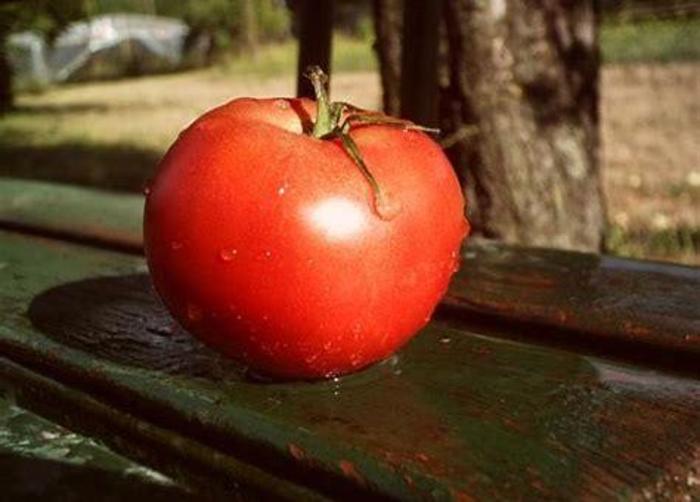 Tomato 'Moneymaker' - Heirloom Tomato from The Flower Spot Tomato 'Moneymaker' - Heirloom Tomato from The Flower Spot