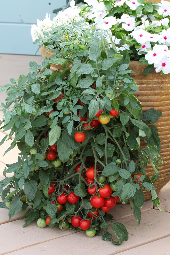 Tomato 'Tumbling Tom Red' - Lycopersicon esculentum from The Flower Spot