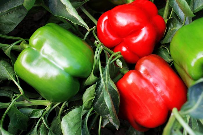 Pepper 'Majestic Red' - Sweet Bell Pepper from The Flower Spot Pepper 'Majestic Red' - Sweet Bell Pepper from The Flower Spot