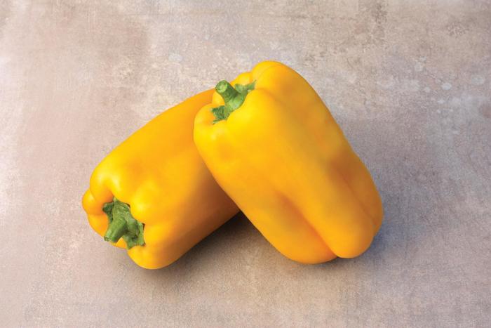 Pepper 'Midas' - Sweet Bell Pepper from The Flower Spot Pepper 'Midas' - Sweet Bell Pepper from The Flower Spot