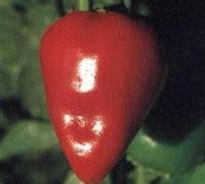 Pimento Elite Pepper Pepper Pimento Elite The Flower Spot