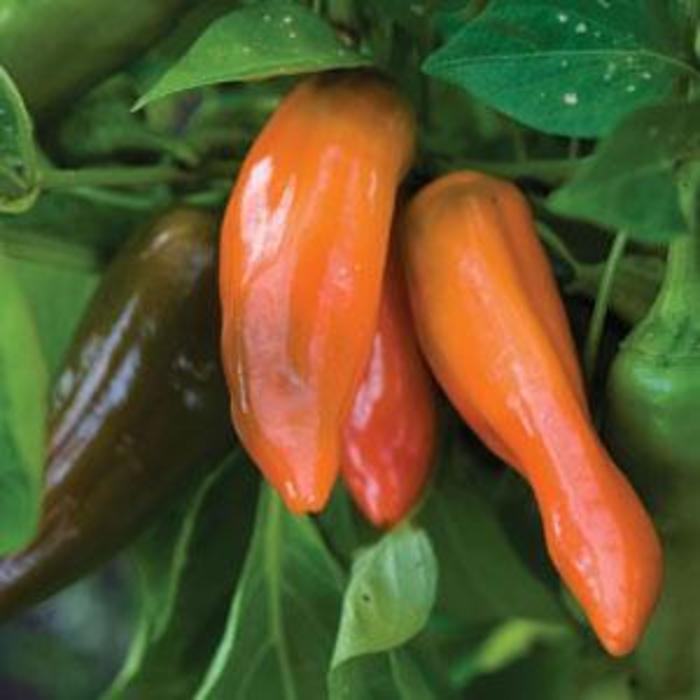 Tangerine Dream Pepper Pepper Tangerine Dream The Flower Spot