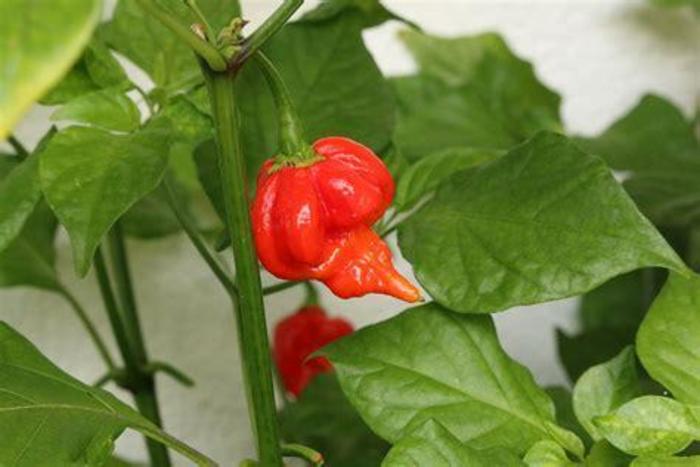 Pepper 'Trinidad Scorpion' - Hot Pepper from The Flower Spot Pepper 'Trinidad Scorpion' - Hot Pepper from The Flower Spot