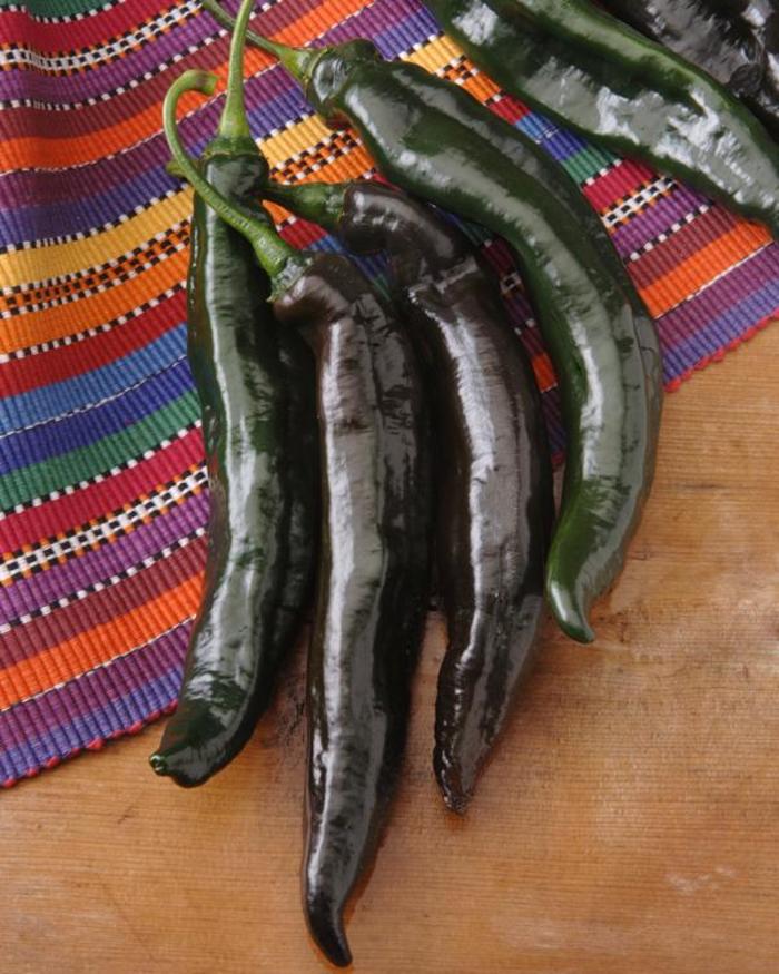 Pepper 'Holy Mole' - Hot Pepper from The Flower Spot Pepper 'Holy Mole' - Hot Pepper from The Flower Spot
