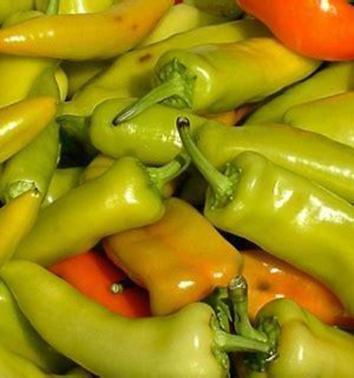 Pepper 'Hungarian Yellow Wax' - Hot Pepper from The Flower Spot Pepper 'Hungarian Yellow Wax' - Hot Pepper from The Flower Spot