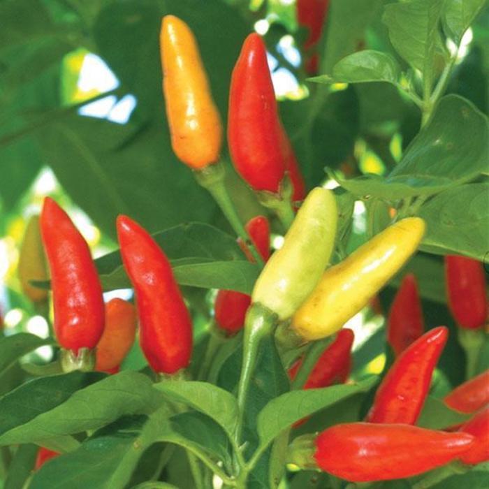 Hot Pepper Pepper 'Tabasco' The Flower Spot