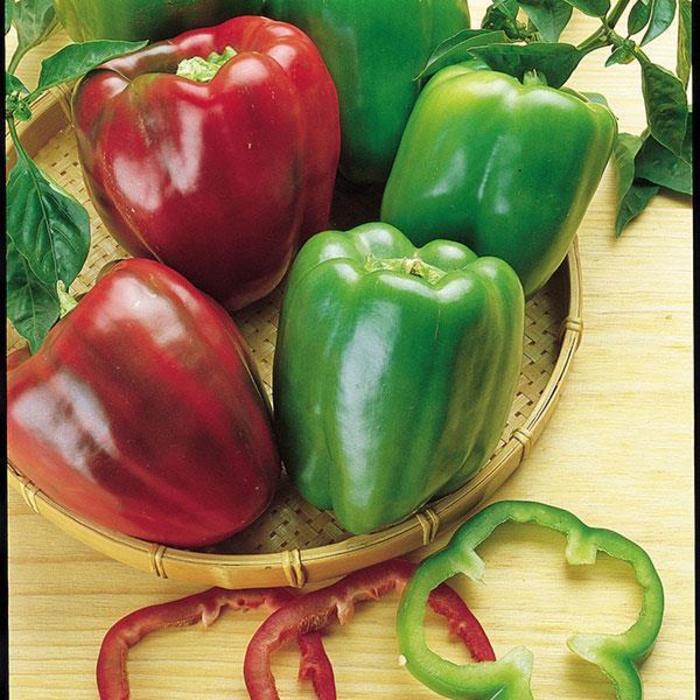 Pepper 'California Wonder' - Sweet Bell Pepper from The Flower Spot Pepper 'California Wonder' - Sweet Bell Pepper from The Flower Spot
