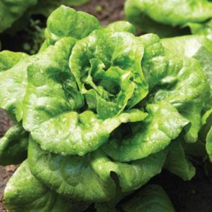 Lettuce 'Buttercrunch' - Latuca sativa from The Flower Spot Lettuce 'Buttercrunch' - Latuca sativa from The Flower Spot