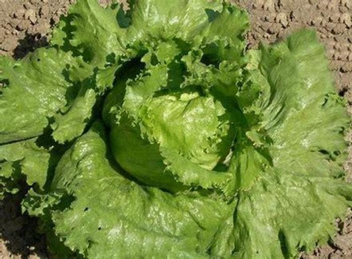 Lettuce 'Great Lakes' - Latuca sativa from The Flower Spot