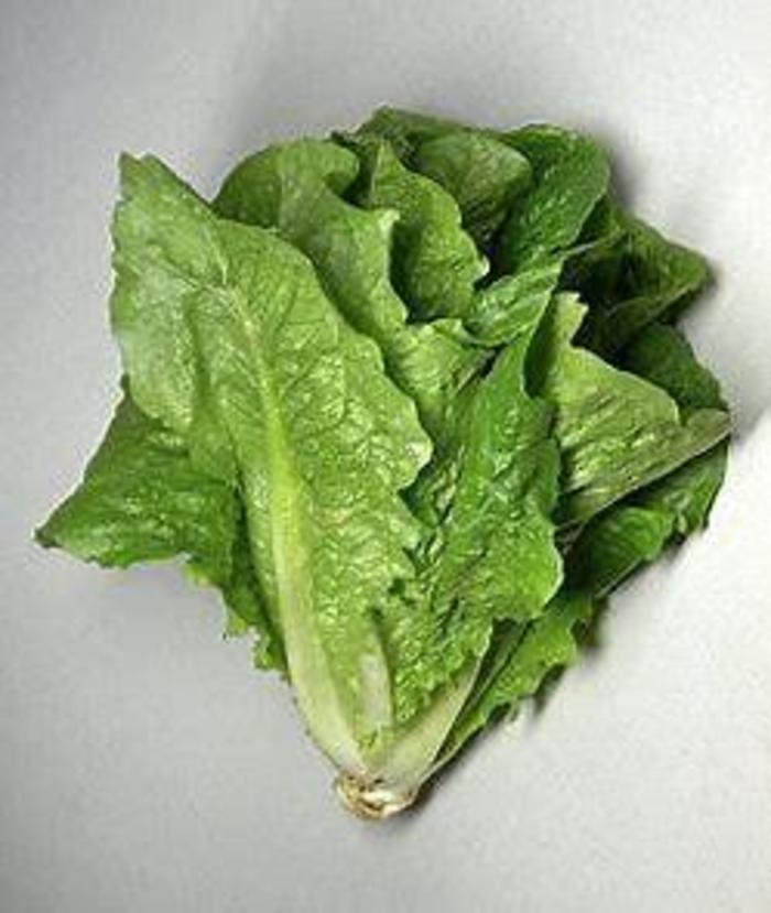 Lettuce 'Parris Island Cos' - Latuca sativa (Romaine) from The Flower Spot Lettuce 'Parris Island Cos' - Latuca sativa (Romaine) from The Flower Spot