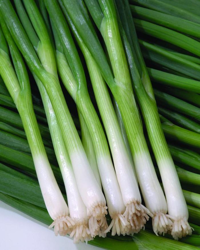 Onion Green Banner Bunching - Green Banner Bunching Onion. from The Flower Spot