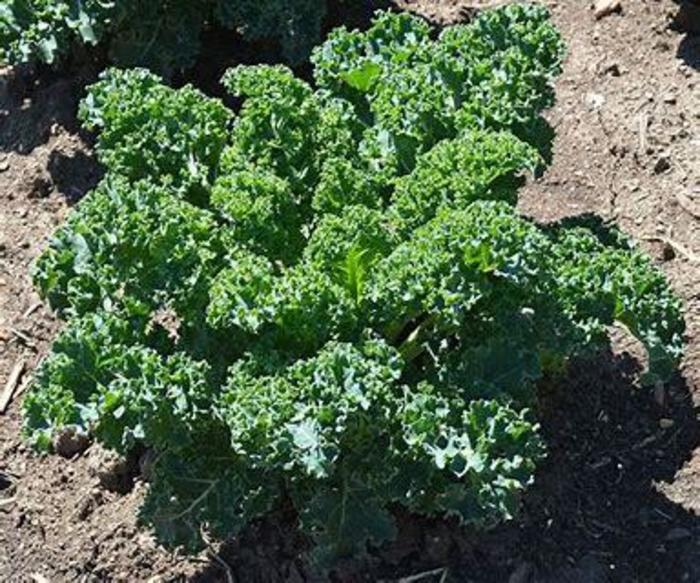 Kale Starbor - Starbor Kale from The Flower Spot