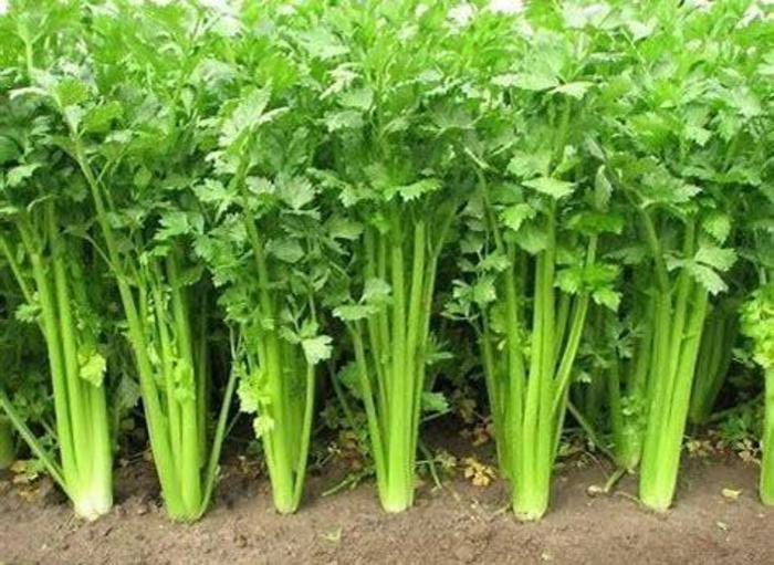 Celery Tango - Tango Celery from The Flower Spot