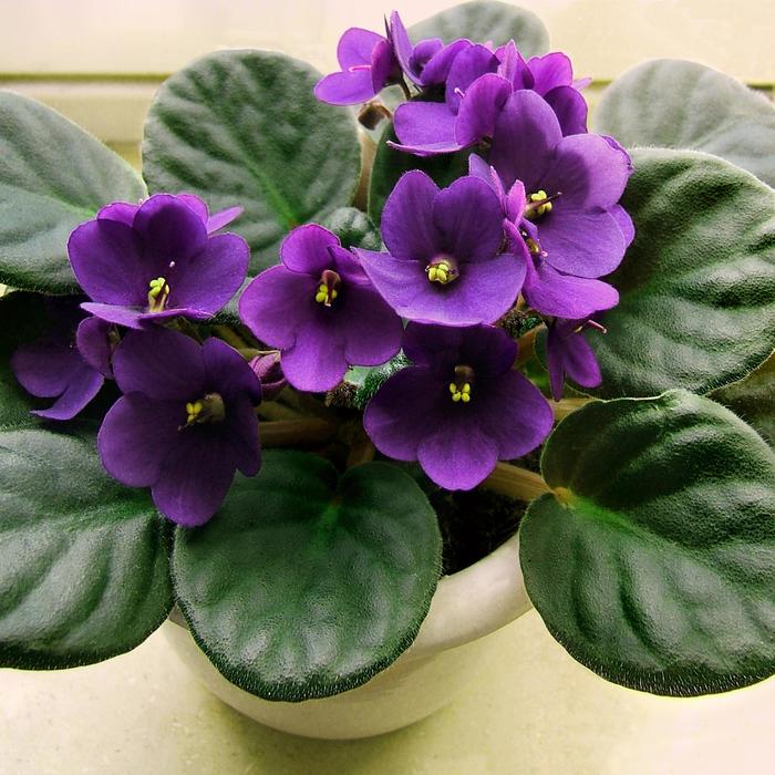 African Violet - Saintpaulia from The Flower Spot
