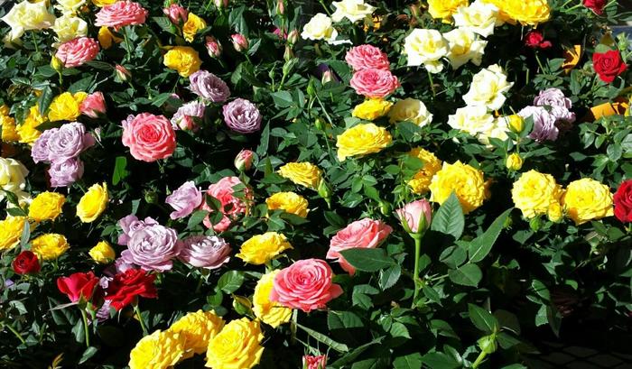 Rose 'Mini Mix' - Rose from The Flower Spot Rose 'Mini Mix' - Rose from The Flower Spot