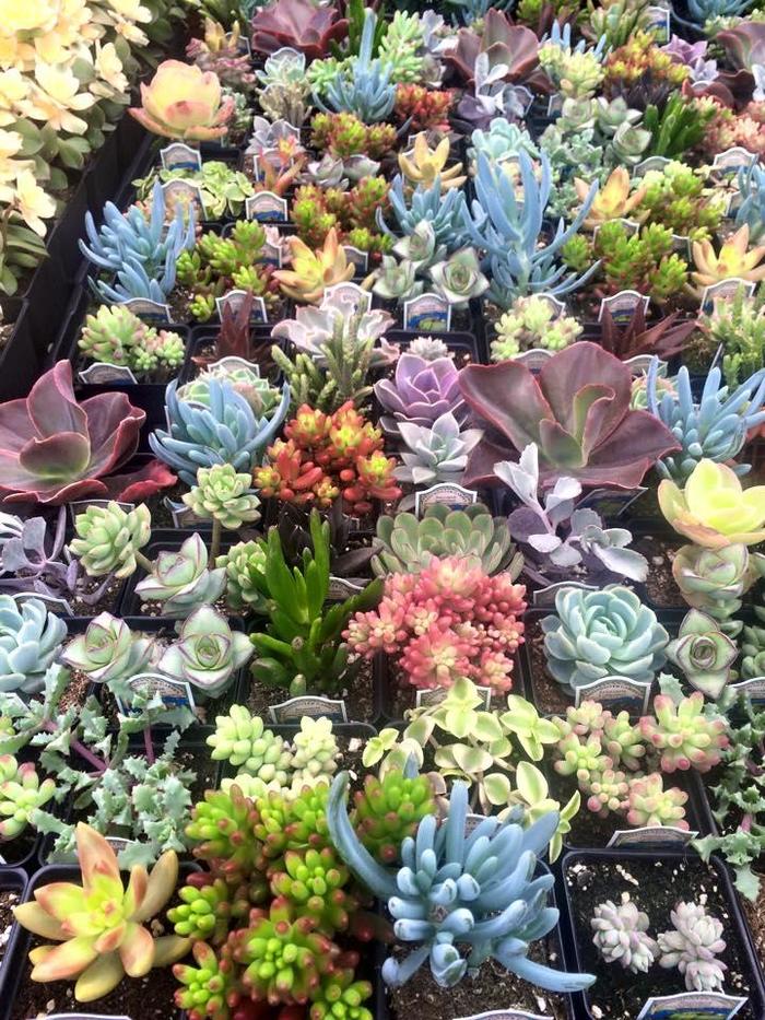 Succulents - Assorted Varieties from The Flower Spot Succulents - Assorted Varieties from The Flower Spot