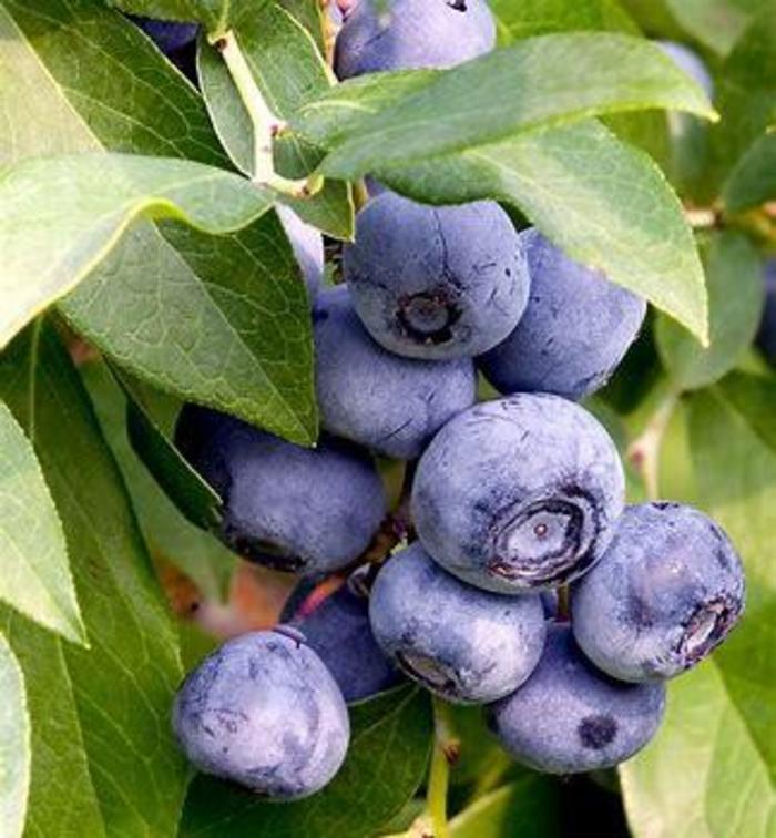 Blueberry 'Chandler' - Vaccinium corymbosum from The Flower Spot Blueberry 'Chandler' - Vaccinium corymbosum from The Flower Spot