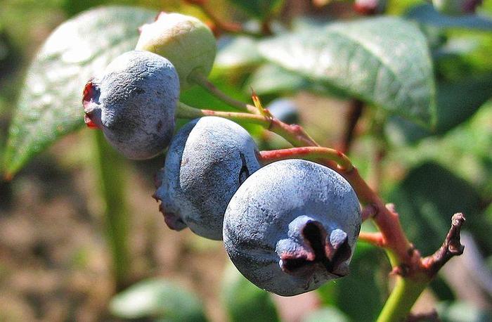 Blueberry 'Patriot' - Vaccinium from The Flower Spot Blueberry 'Patriot' - Vaccinium from The Flower Spot