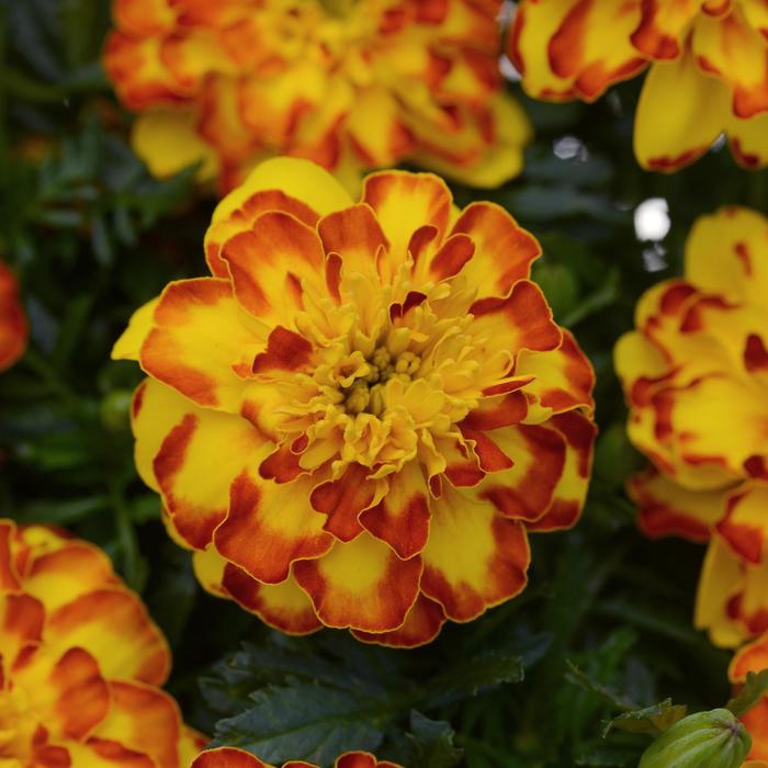 Marigold 'Flamenco' - Tagetes patula (French Marigold) from The Flower Spot Marigold 'Flamenco' - Tagetes patula (French Marigold) from The Flower Spot