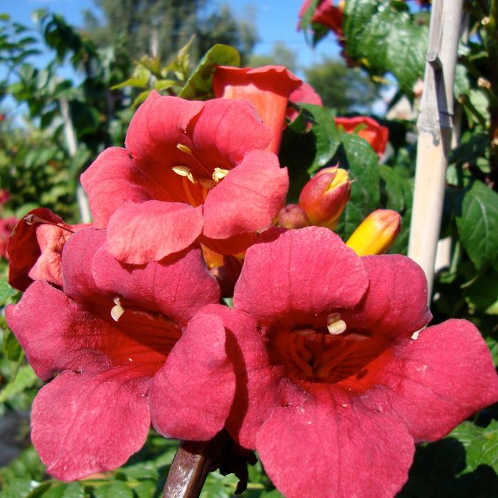 Atomic Red™ - Campsis radicans 'Stromboli' from The Flower Spot