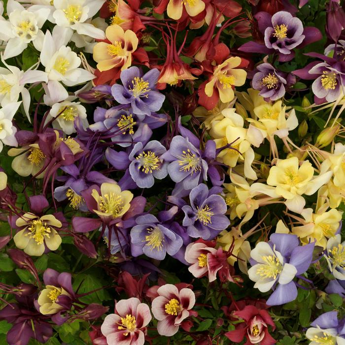 Columbine 'Earlybird Mix' - Aquilegia caerulea from The Flower Spot