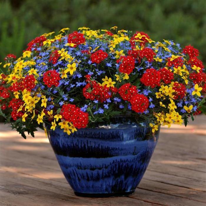 Confetti Gardens Combo Pots The Flower Spot