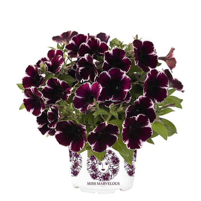 Petunia 'Sweetunia Miss Marvelous' - Petunia hybrida from The Flower Spot Petunia 'Sweetunia Miss Marvelous' - Petunia hybrida from The Flower Spot