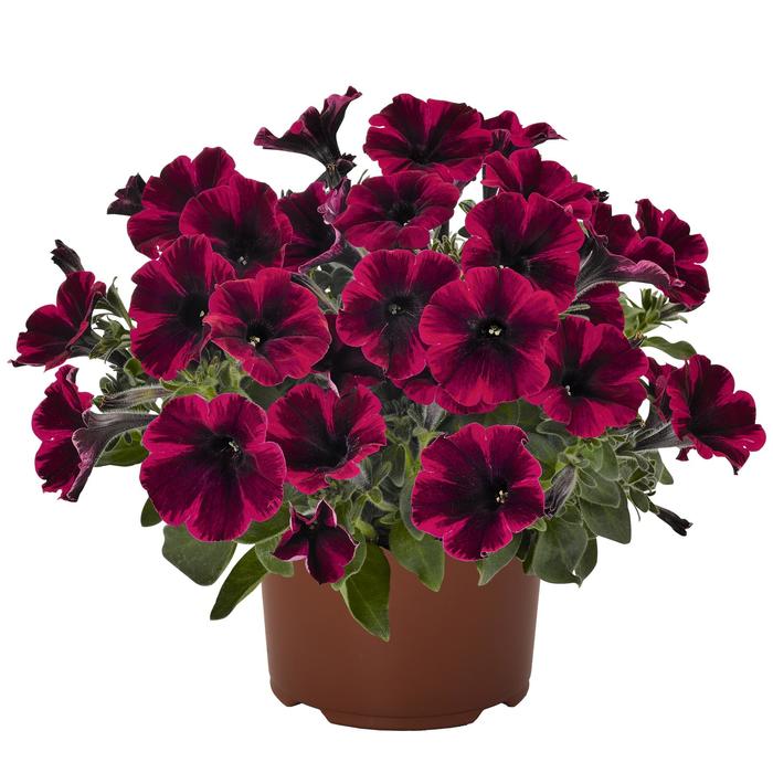 Petunia 'Sweetunia Suzie Storm' - Petunia hybrid from The Flower Spot Petunia 'Sweetunia Suzie Storm' - Petunia hybrid from The Flower Spot